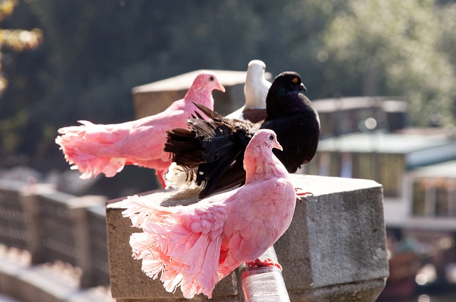 的高空球戰 的高空球戰